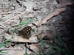 Pararge aegeria