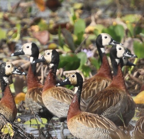 iNaturalist image