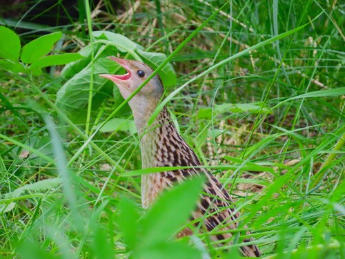 iNaturalist image