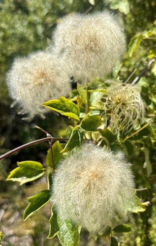 Clematis lasiantha, photograph 2
