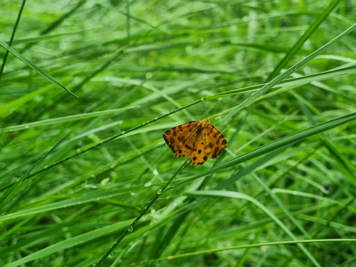 Speckled Yellow