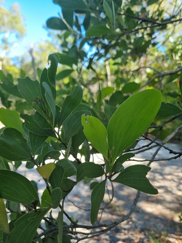 Acacia oraria observed 2026-06-03