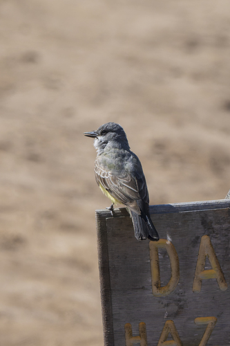 Cassin's Kingbird
