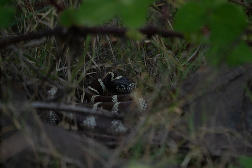 California King Snake observed by ocarps