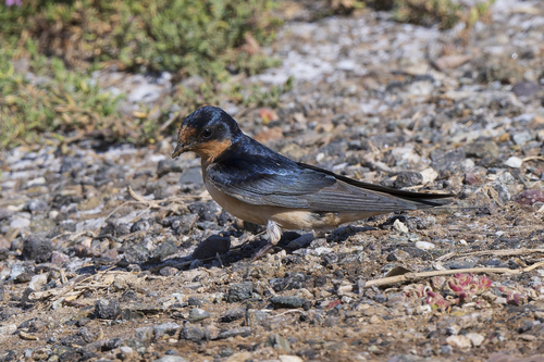 Barn Swallow