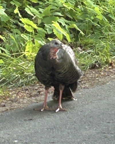 Wild Turkey observed by prazival