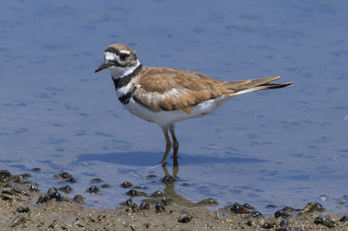 Killdeer