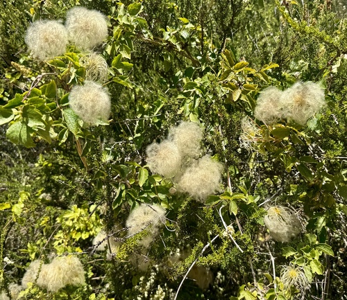 Clematis lasiantha, photograph 3