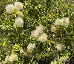 Clematis lasiantha, photograph author not stated, no rights reserved