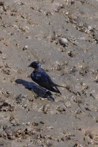Barn Swallow