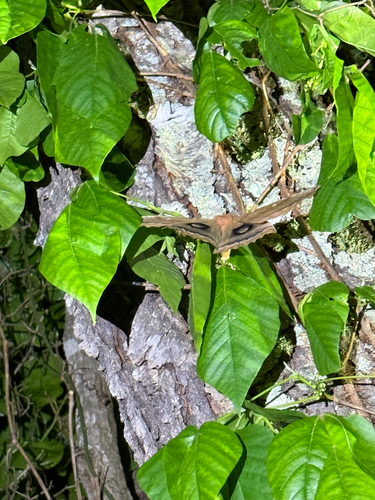 Polyphemus Moth