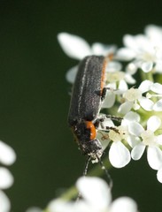 Cantharis pulicaria