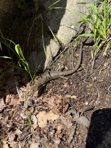 iNaturalist observation photo of Northern Alligator Lizard