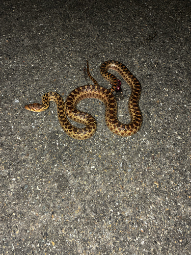 Gopher Snake observed by isopodfan18