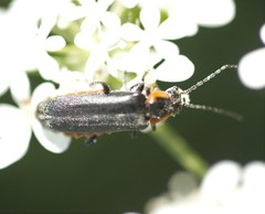 Cantharis pulicaria