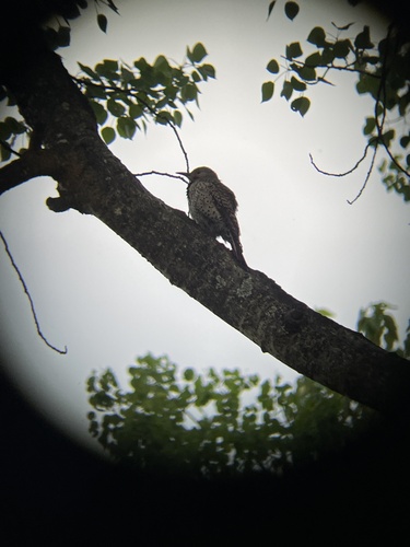 Northern Flicker observed by q-cumber