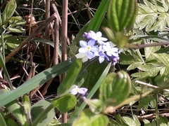 Myosotis