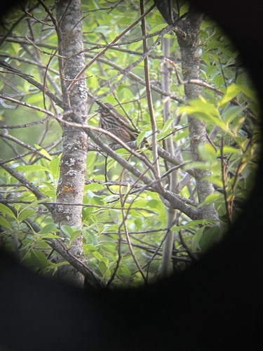 Song Sparrow observed by q-cumber