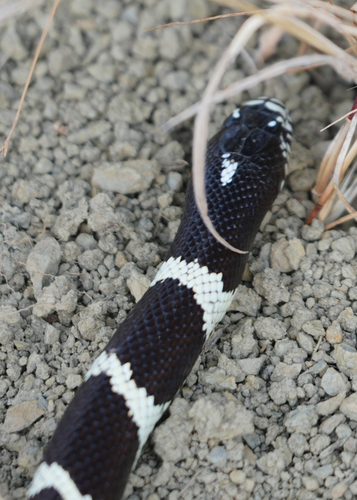 Lampropeltis californiae observed by ouzel