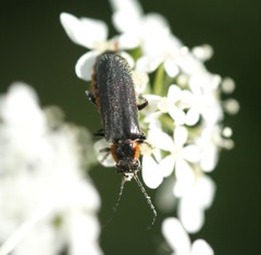 Cantharis pulicaria