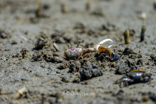 Atlantic Sand Fiddler Crab