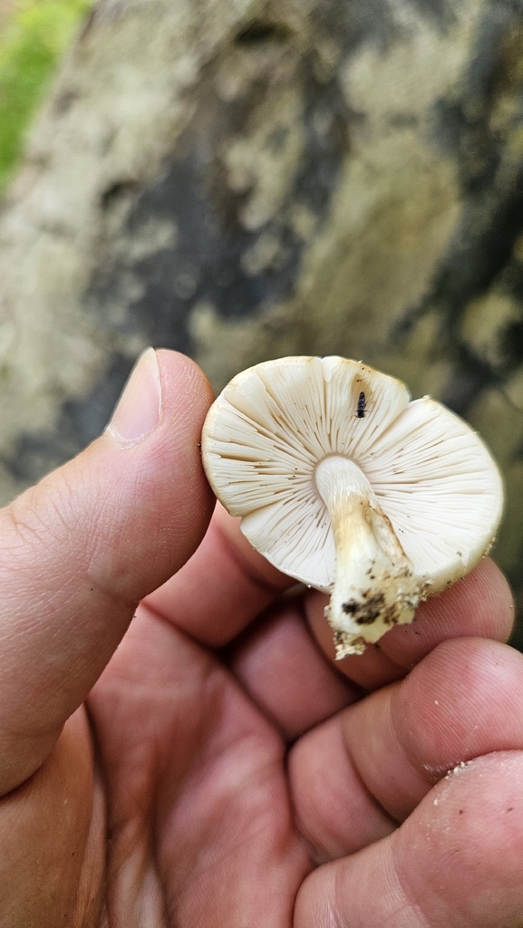Deer Mushroom · May 2026 · photo: Photo: (c) Sam Bucciarelli, some rights reserved (CC BY) · iNaturalist