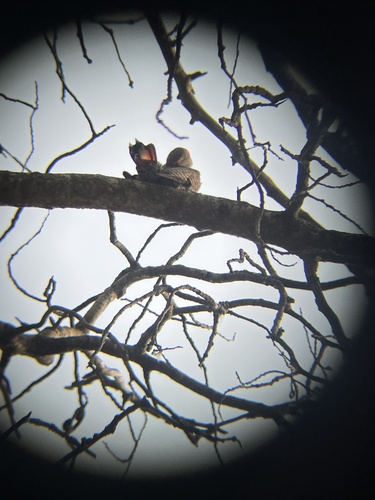 Northern Flicker observed by q-cumber