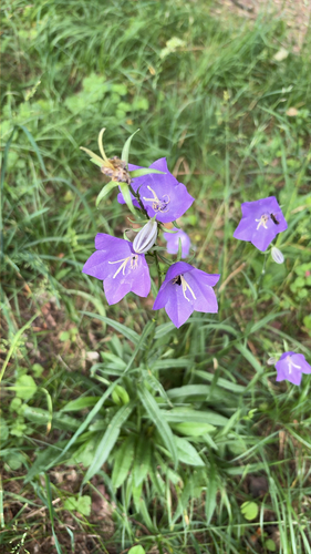Peach-leaved Bellflower