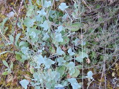 Rumex induratus