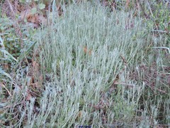 Santolina semidentata