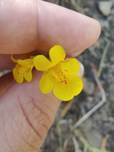 Erythranthe microphylla, photograph 3