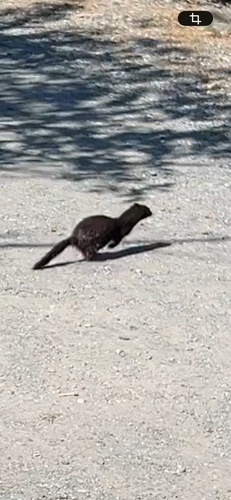 American Mink observed by kaitlynturtz