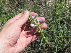 Salvia engelmannii