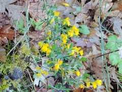 Genista falcata
