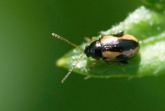 Phyllotreta ochripes