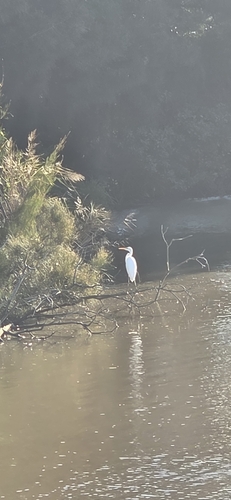 Great Egret observed by cringillababyjigglelubyckij