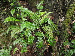 Asplenium lamprophyllum