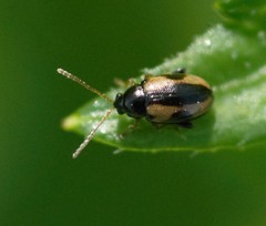 Phyllotreta ochripes