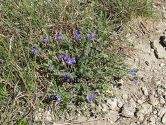 Scutellaria wrightii