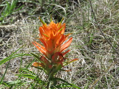 Castilleja lindheimeri