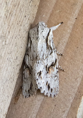 Egira crucialis