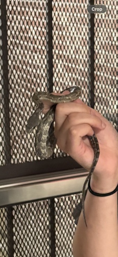 Western Ratsnake observed by mikaylacowan