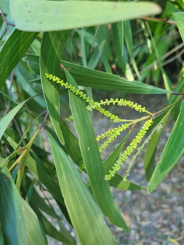 Acacia polystachya observed 2026-06-03