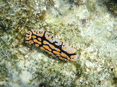 Phyllidia multifaria