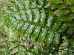 Asplenium lamprophyllum