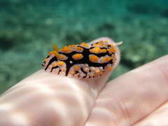 Phyllidia multifaria