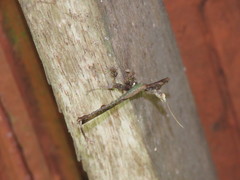 Stenophylla cornigera