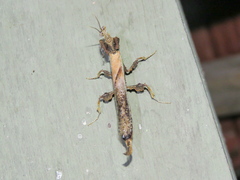 Stenophylla cornigera