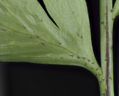 Asplenium lamprophyllum