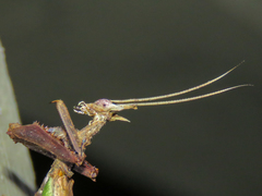 Stenophylla cornigera
